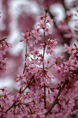 Prunus okame flowering early spring ornamental tree, beautiful small pink flowers in bloom