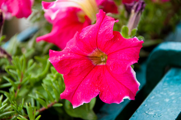 Greenhouse. gardening and greenhouse concept. floral shop. blooming pink petals. flower with open buds. petunia. bright pink color flower. flowerbed in summer. spring beauty and freshness