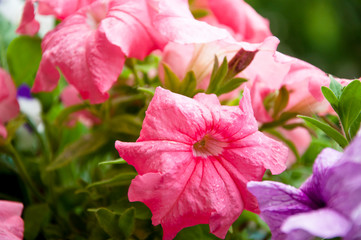Features plant care. flower with open buds. petunia. bright pink color flower. flowerbed in summer. spring beauty and freshness. gardening and greenhouse concept. floral shop. blooming pink petals