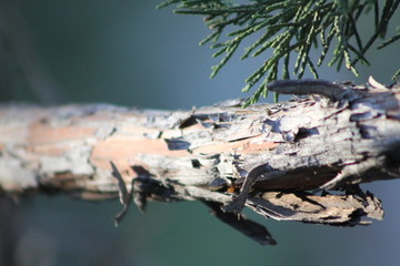 Tree Bark and Branches