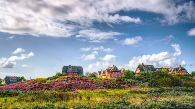 Blooming heather and thatched cottages in the dunes. Fairytale panorama landscape on the island of Sylt, North Frisian Islands, Germany. Hdr art photography.