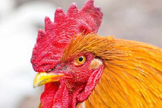 Beautiful rooster  with a red comb. Isolated rooster portrait
