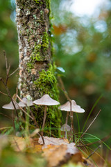 Forest of La Gevolosa
