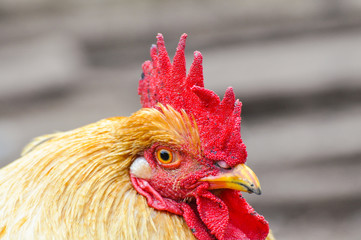 Beautiful rooster  with a red comb. Isolated rooster portrait