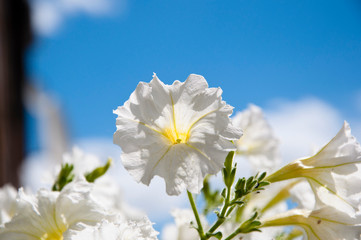 petunia on sunny blue sky background. bright white color flower. flowerbed in summer. spring beauty and freshness. gardening and greenhouse. floral shop. blooming white petals. flower with open buds