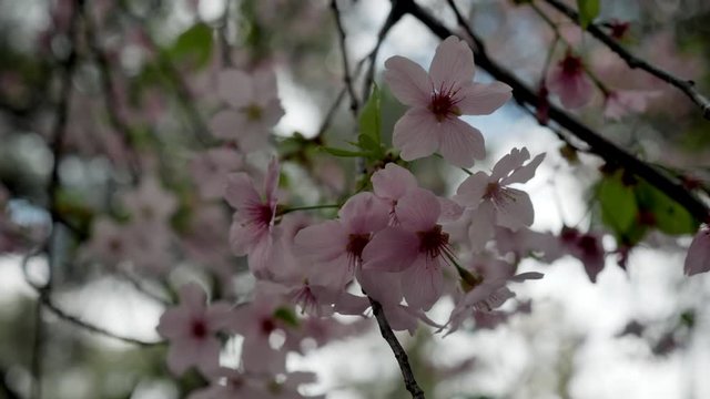 Pink cherry blossom flowers on tree in park during spring, closeup