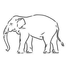 vector illustration of an elephant
