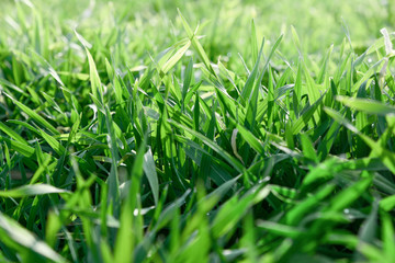 green grass with water drops early morning