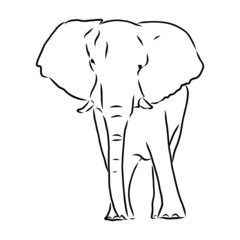 vector illustration of an elephant