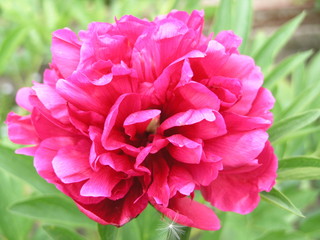 Pink Peony Flower