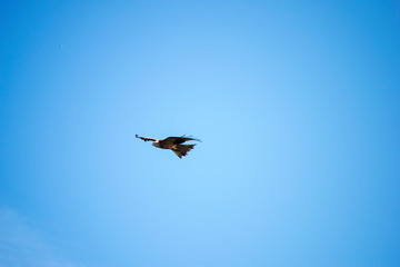 Aves