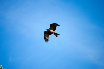Aves