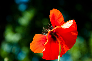 Fototapeta premium Remembrance day. red poppy flower. symbol of sleep, peace, and death. Poppy seeds contain morphine and codeine. opium flower. poppy of wartime remembrance. drugs. beauty of spring and summer nature