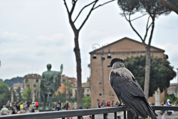 Aves
