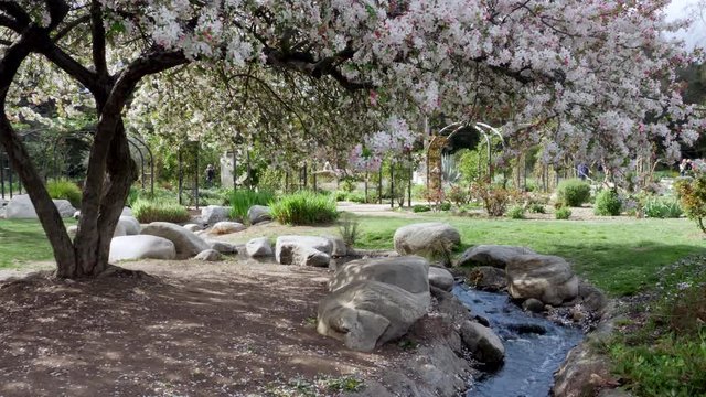 Cherry blossom tree flowering over stream in beautiful garden park during spring