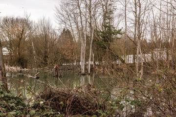 Little swampland with stagnant water and broken trees