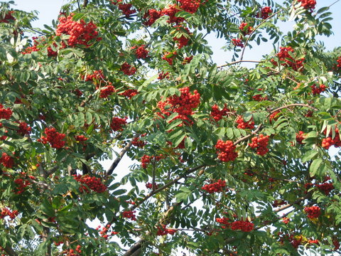 Bright red clusters of mountain ash on the branches of a green tree in summer.