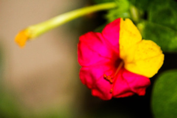 Dual color flower