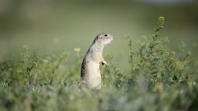 Funny Ground squirrel (Spermophilus pygmaeus) standing in the grass and screams