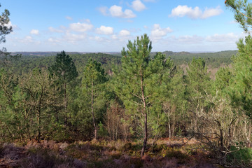 Fototapeta premium hills of the trois pignons forest in the French Gâtinais regional nature park