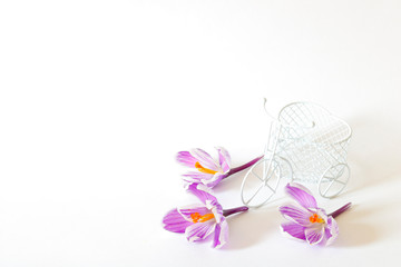 Decorative Bicycle and three purple Crocus flowers on a white background