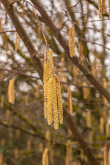 Hazelnut tree with a lot of big yellow hazelnut pollen