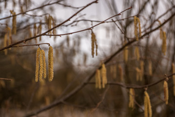 Hazelnut tree with a lot of big yellow hazelnut pollen