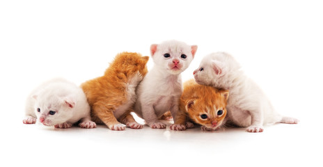 Fototapeta na wymiar Group little kittens.