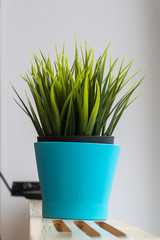 House plant in a blue pot. Decorative green grass. Selective focus.