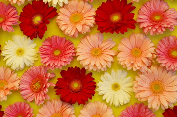 Pink, white  and red gerbera