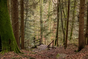 Deurstickers Stairway to the canyon and to the creek in the middle of the forest © Hacki Hackisan