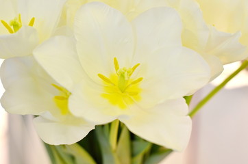White tulips closeup background