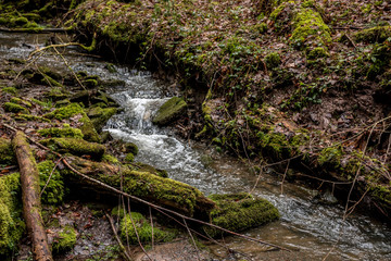 Little creek down the canyon in the middle of the green forest