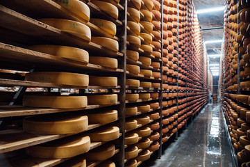 shelves with cheese at a cheese warehouse