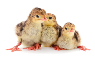 Young turkey bird isolated.