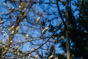 Magnolia flower bud in early spring. Magnolia tree in early spring with young flower buds. The beginning of the flowering of magnolia