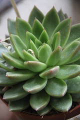 Green succulents cabbage indoor plants