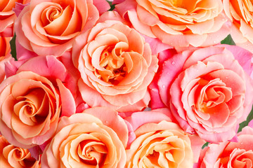 Close up blooming background from fresh natural roses flowers with droplets of water on the petals. Top view.