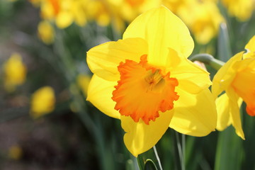 Beautiful bright yellow with orange narcissus on a spring sunny day in the garden close-up.