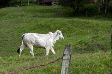 Calf of Nelore cattle walking in the pasture