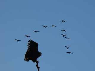 bird