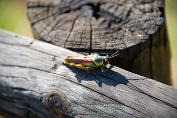 single grasshopper on wood, keurbooms river, south africa