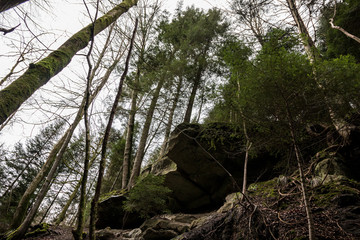 Fototapeta premium Huge rocks and high trees down the canyon in the middle of the green forest