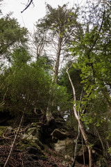 Huge rocks and high trees down the canyon in the middle of the green forest