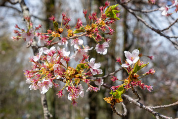 Cherry Blossom in spring, Japan