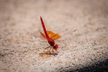 Red dragonfly close-up
