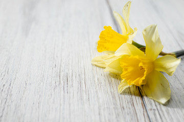 満開のキズイセン