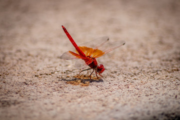 Dragonfly