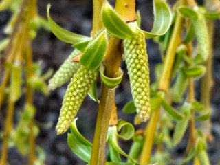 plant in garden