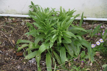 Lilium longiflorum green spring leaves
